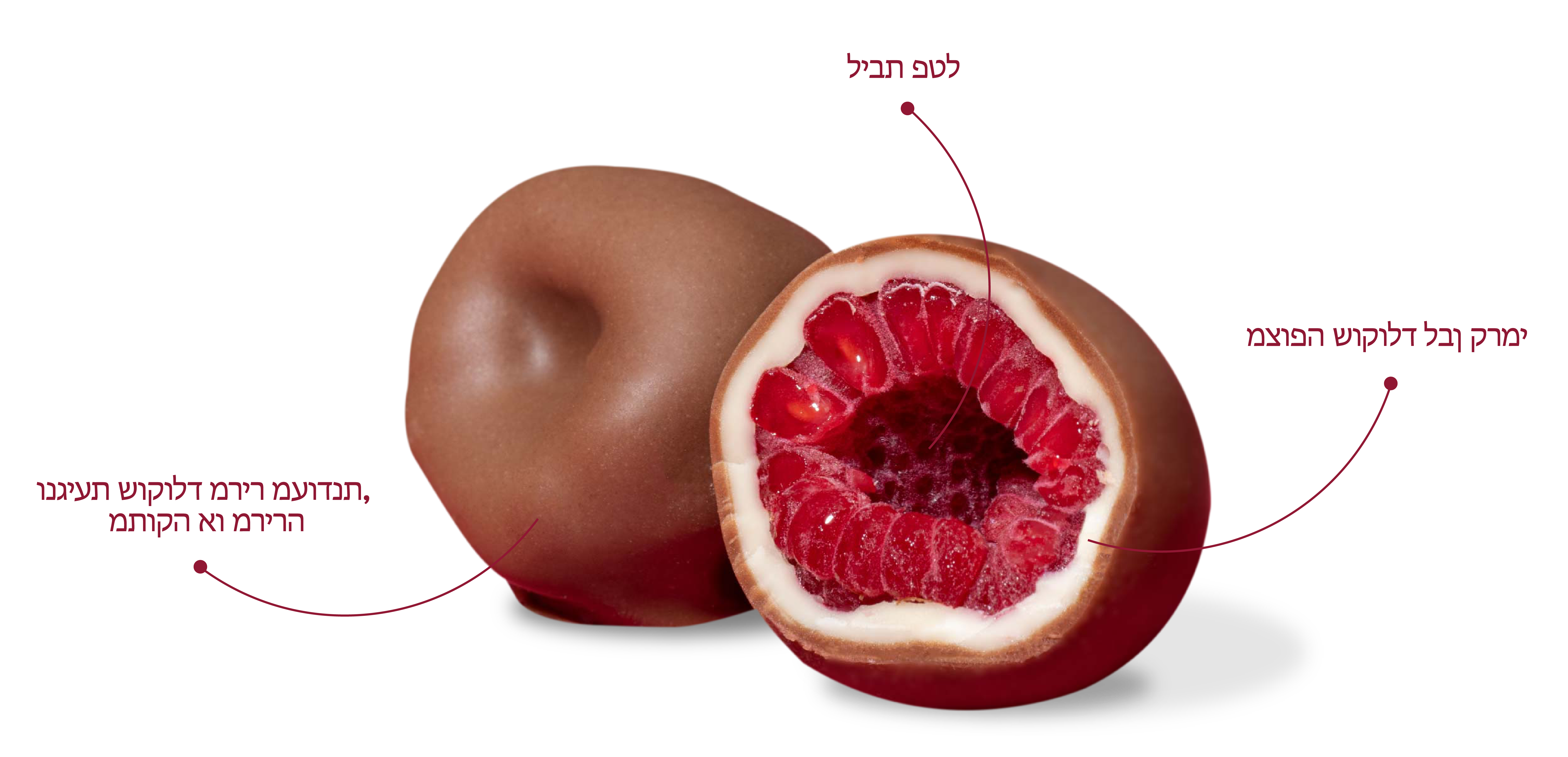 anatomia_franui